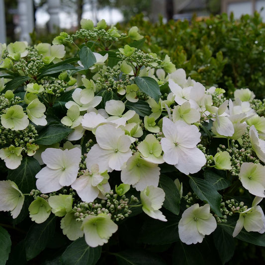 Hydrangea 'Fairytrail Bride' PW