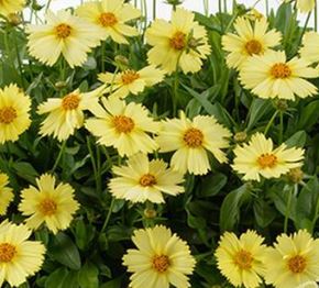 Coreopsis 'Solanna Glow'