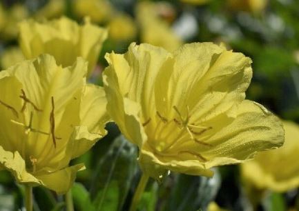 Ozark Sundrops