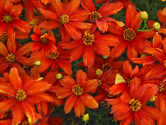 Coreopsis 'Sizzle & Spice Crazy Cayenne'