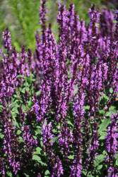 Salvia 'Pink Profusion' PW