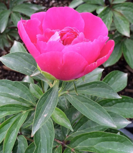 Peony, Patio 'Athens'