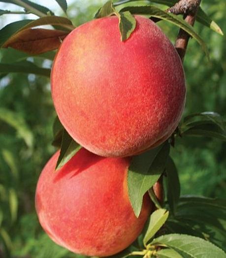 Peach 'Flamin' Fury'