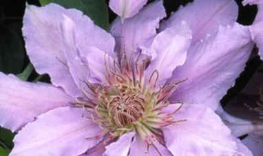 Clematis 'Filigree'