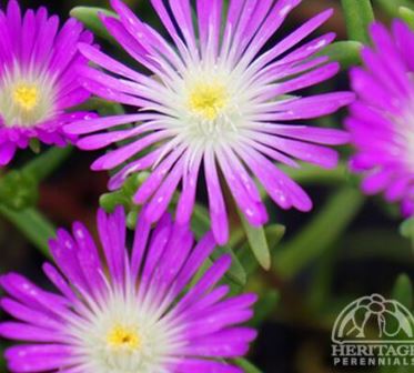 Delosperma 'Wheels of Wonder - Violet Wonder'
