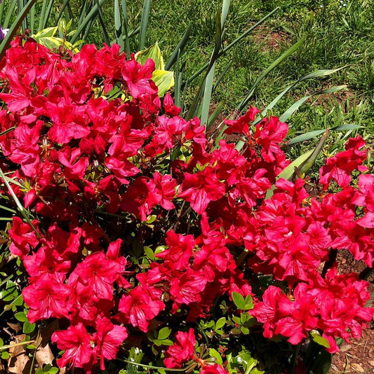 Azalea 'Johanna'