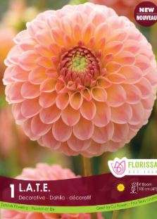 Dahlia 'LATE' - Bulb