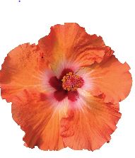 4.5" Tropical Hibiscus