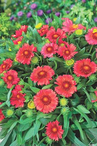 Blanket Flower 'Sunset Celebration'