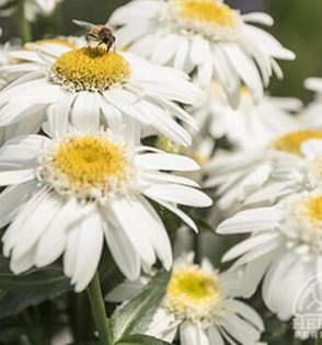 Shasta Daisy 'Sweet Daisy Birdy'