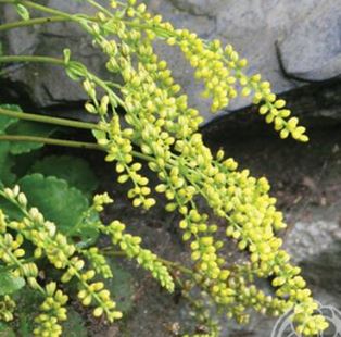 Cotyledon