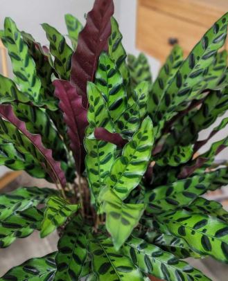 Calathea 'Rattlesnake'