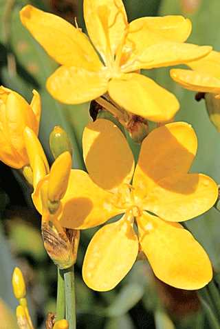 Blackberry Lily 'Hello Yellow'