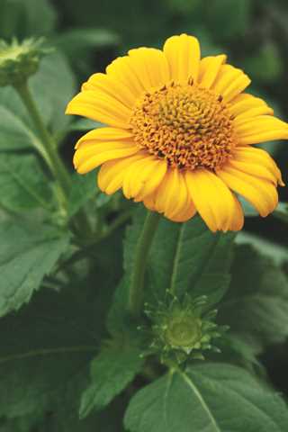 False Sunflower 'Tuscan Sun' PW