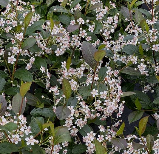 Aronia 'Low Scape Snowfire' PW