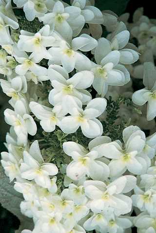 Hydrangea Oakleaf 'Snowflake'