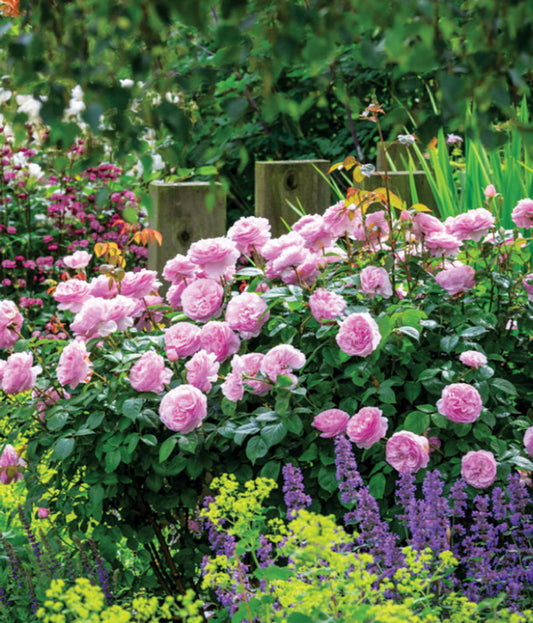 Rose, David Austin 'Olivia Rose Austin'