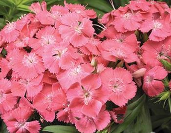 Sweet William, Dwarf 'Salmon'