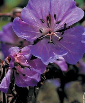 Geranium, Meadow Cranesbill 'Midnight Reiter'