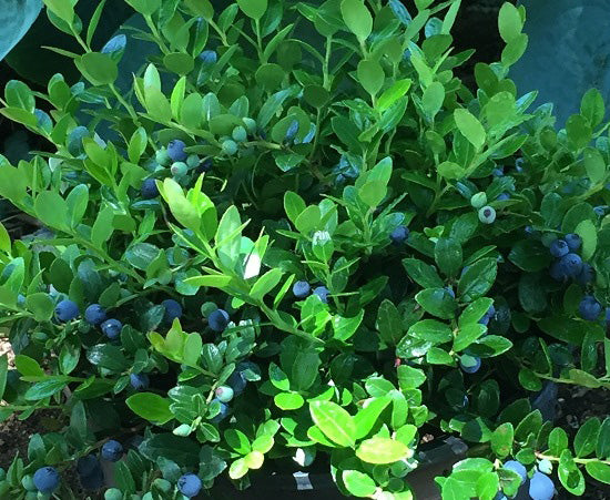 Box Huckleberry 'Berried Treasure'