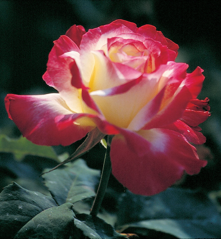 Rose 'Double Delight'