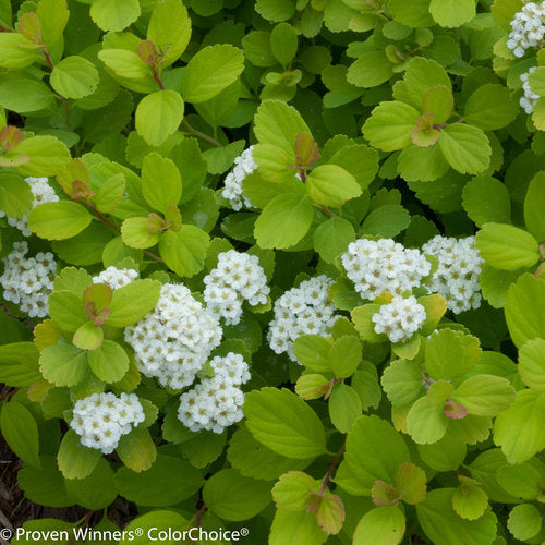 Spirea 'Glow Girl' PW