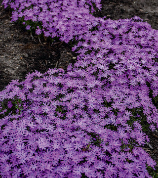 Phlox 'Bedazzled Pink'