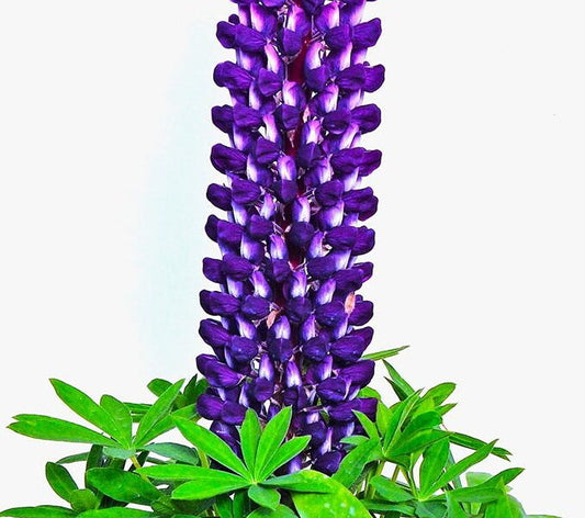 Lupine 'Staircase Purple'