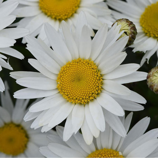Shasta Daisy 'Madonna'