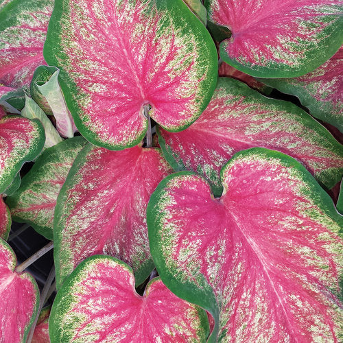 Caladium 'Tickle Me Pink' PW
