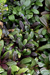 Bugleweed, Feathered Friends 'Noble Nightingale'