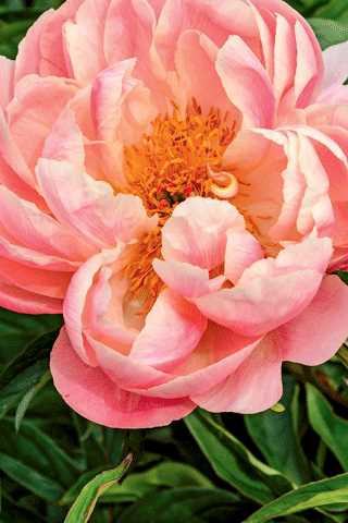 Peony 'Pink Hawaiian Coral'