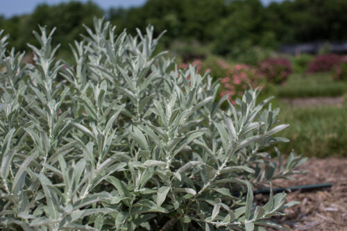 Sageleaf Willow 'Iceberg Alley'