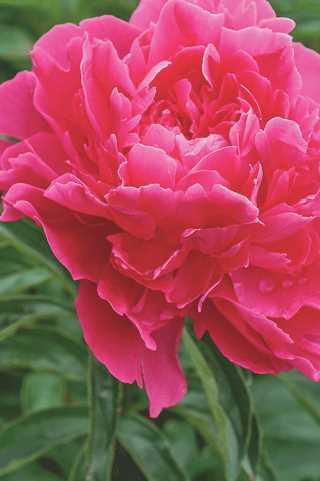 Peony 'Bunker Hill'