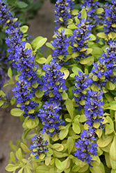 Bugleweed, Feathered Friends 'Cordial Canary'