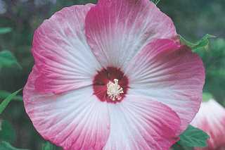 Hibiscus 'Summerific Perfect Storm' PW
