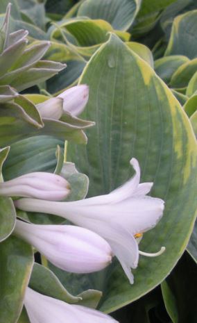 Hosta 'Tokuduma Flavo Circinalis'