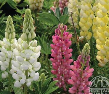 Lupine 'Gallery Mixture'