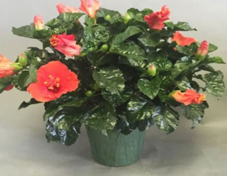 6" Tropical Hibiscus
