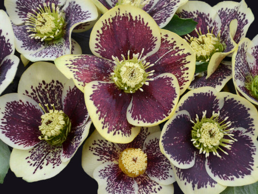Lenten Rose 'Honeymoon Rio Carnival'