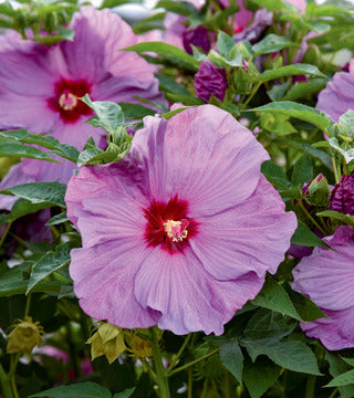 Hibiscus 'Summerific Lilac Crush' PW