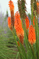 Red Hot Poker 'Joker's Wild'