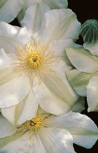 Clematis 'Guernsey Cream'