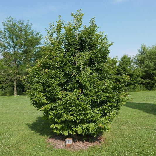 Persian Ironwood Tree 'Persian Spire'