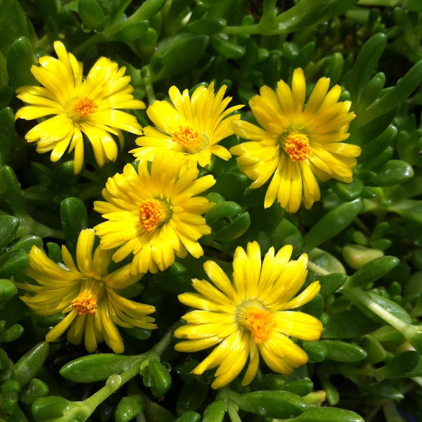 Hardy Yellow Ice Plant