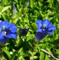 Gentian 'Large Blue Flowering'