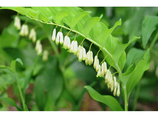 Solomon's Seal, Smooth