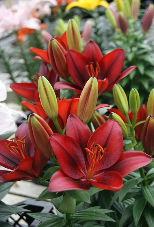Lily, Dwarf Asiatic 'Tiny Rocket'
