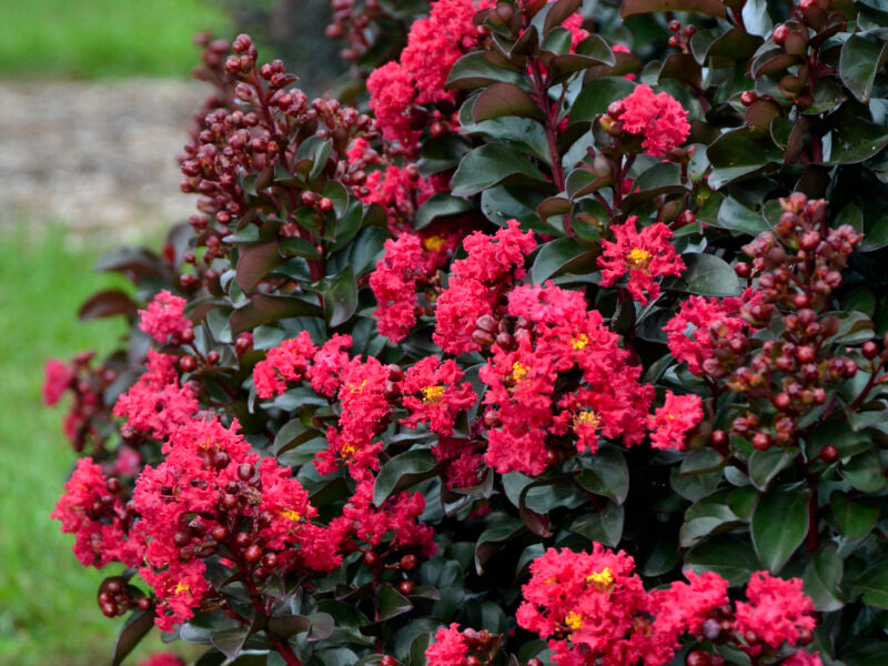 Crepe Myrtle 'Cherry Mocha'