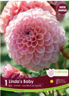 Dahlia, Ball 'Linda's Baby' - Bulb